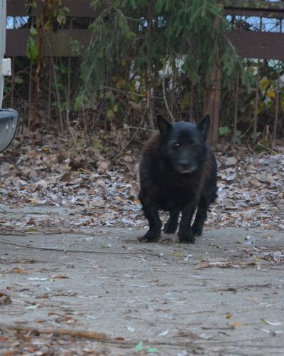 krampusz_‎2017-‎12-‎02_12