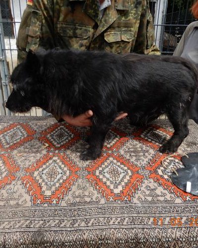krampusz_‎2018-‎05-‎11_01