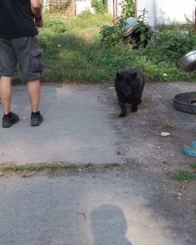 krampusz_‎2018-‎05-‎27_01