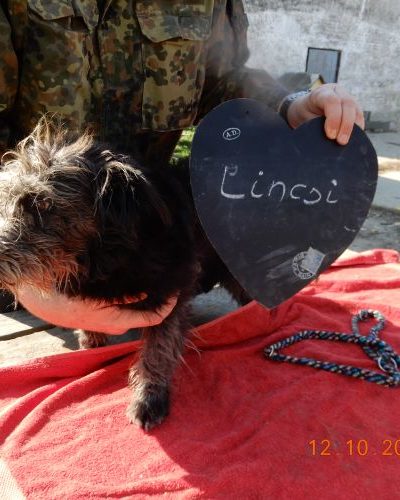 lincsi_‎2018-‎10-‎12_02