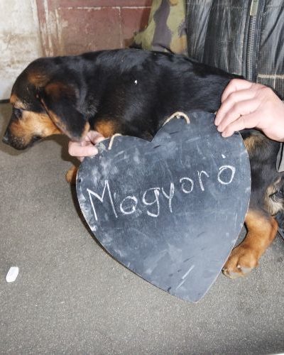 mogyoro_‎2017-‎11-‎27_01