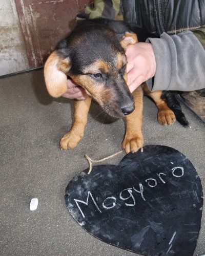 mogyoro_‎2017-‎11-‎27_02
