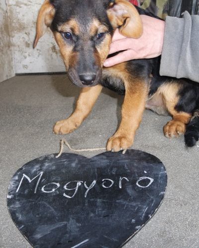 mogyoro_‎2017-‎11-‎27_03