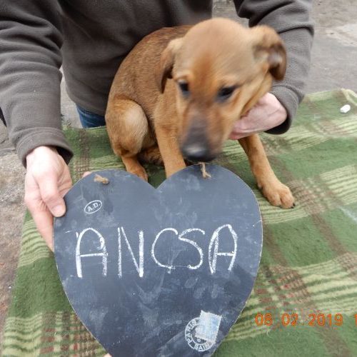 ancsa_‎2019-‎02-‎08_01