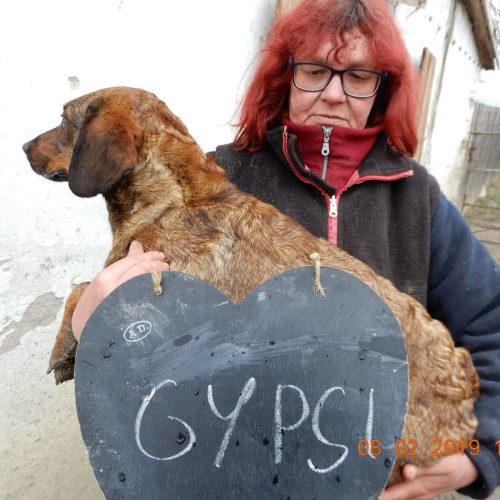 gypsi_‎2019-‎02-‎08_02