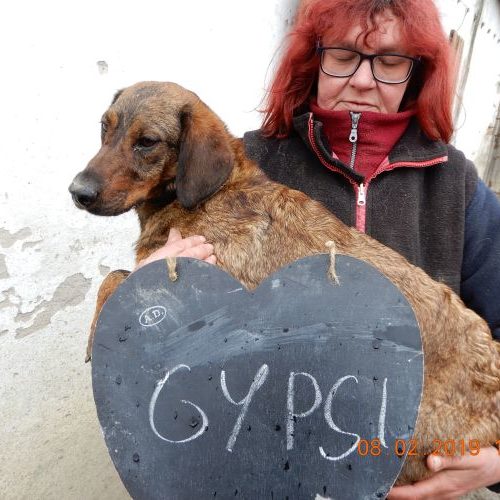 gypsi_‎2019-‎02-‎08_03