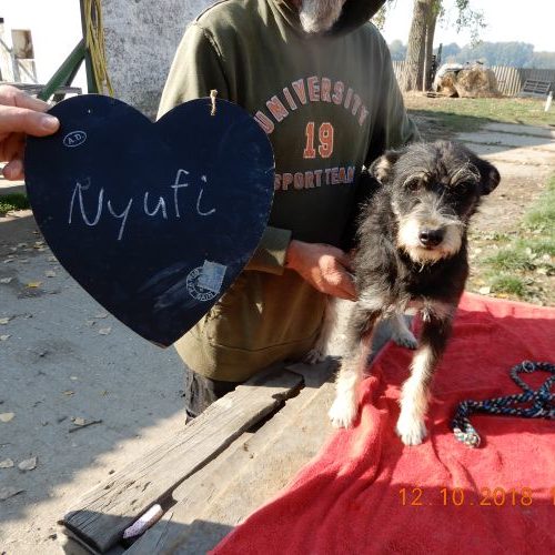 nyufi_‎2018-‎10-‎12_01