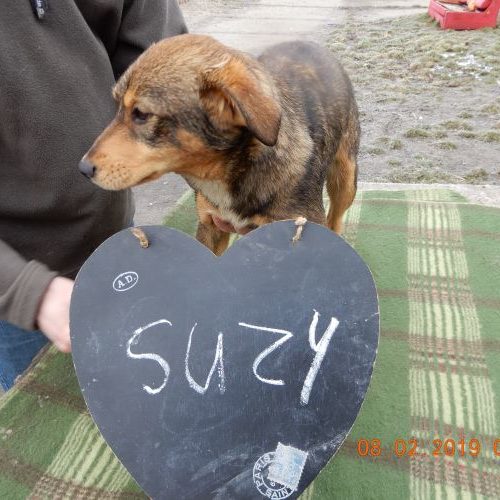 suzi_‎2019-‎02-‎08_02