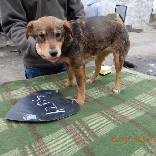 suzi_‎2019-‎02-‎08_03