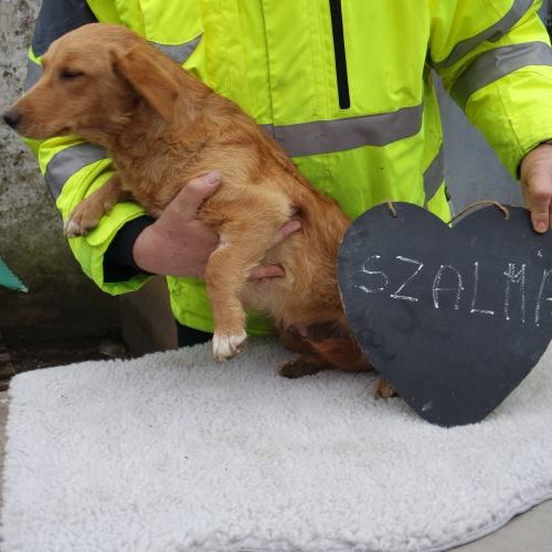 szalma_‎2019-‎03-‎17_03