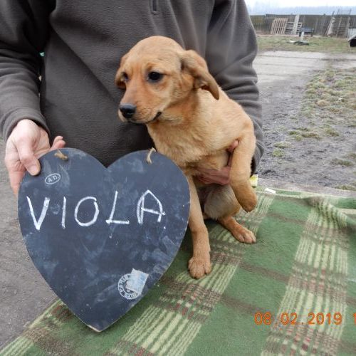 viola_‎2019-‎02-‎08_01