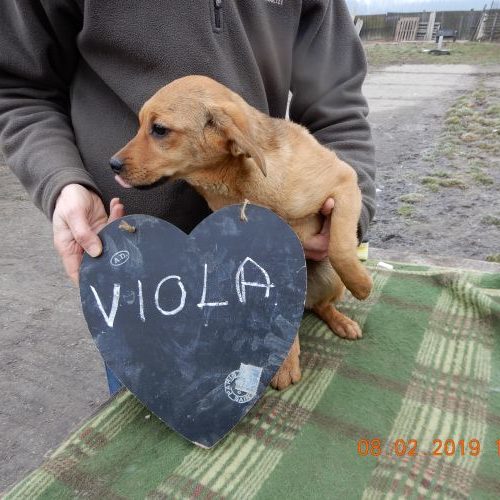 viola_‎2019-‎02-‎08_02