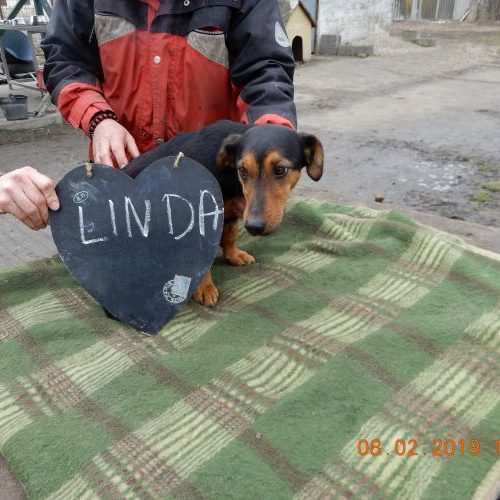 linda_‎2019-‎02-‎08_01