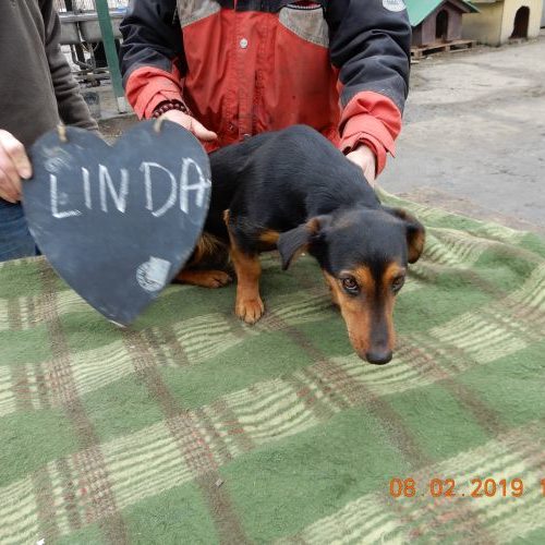 linda_‎2019-‎02-‎08_02