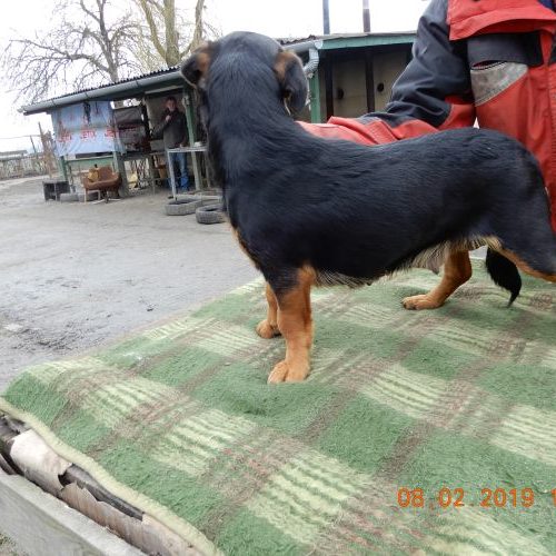 linda_‎2019-‎02-‎08_06