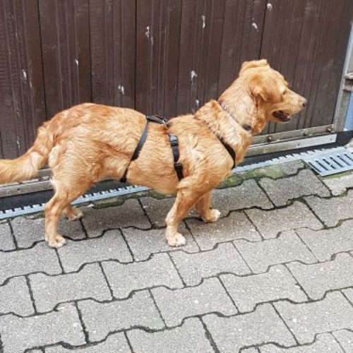 szalma_‎2019-‎09-‎01_01