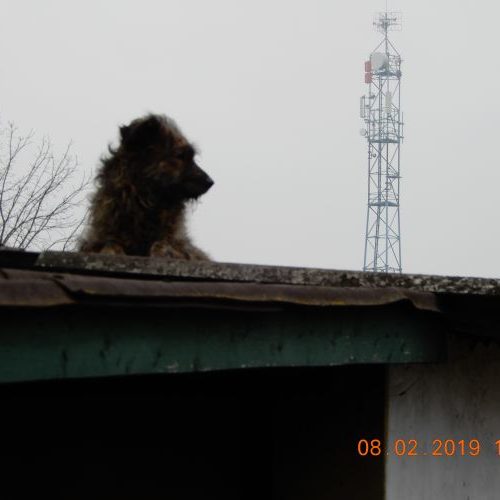 bucsi_‎2019-‎02-‎08_01