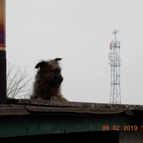 bucsi_‎2019-‎02-‎08_02
