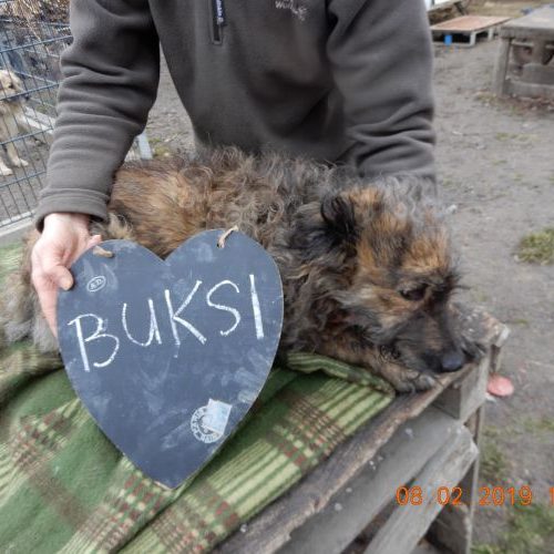 bucsi_‎2019-‎02-‎08_03