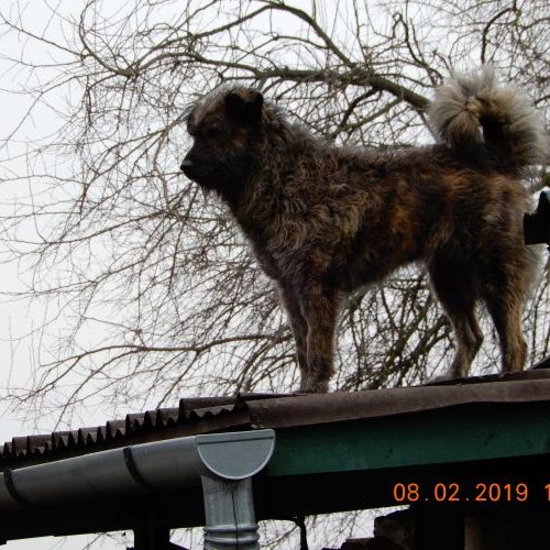 bucsi_‎2019-‎02-‎08_12