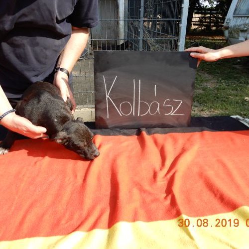 kolbasz_‎2019-‎08-‎30_02