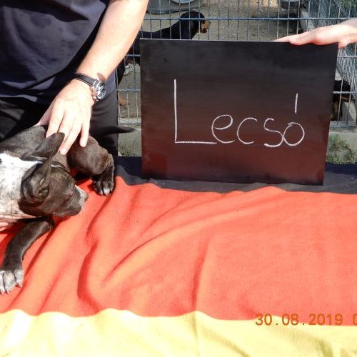 lesco_‎2019-‎08-‎30_02