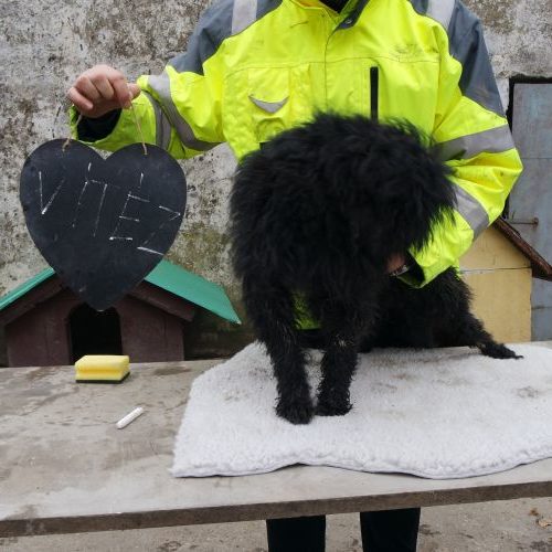 vitez_‎2019-‎03-‎17_14