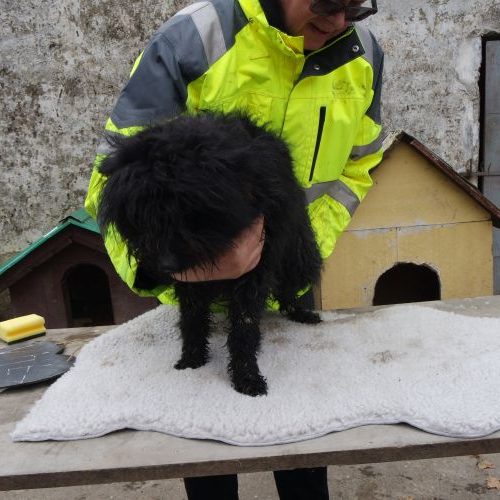 vitez_‎2019-‎03-‎17_15