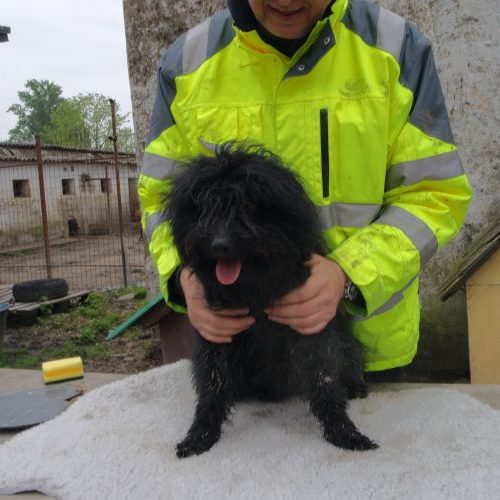 vitez_‎2019-‎03-‎17_19