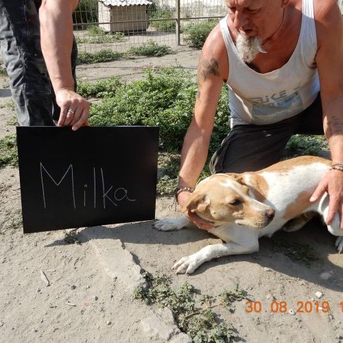 milka_‎2019-‎08-‎30_02