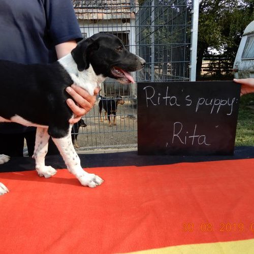 rita-welpe_‎2019-‎08-‎30_14