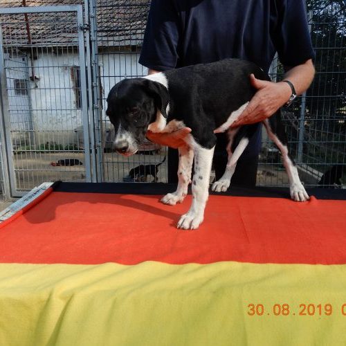 rita-welpe_‎2019-‎08-‎30_15