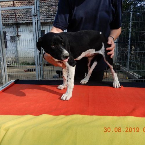 rita-welpe_‎2019-‎08-‎30_16