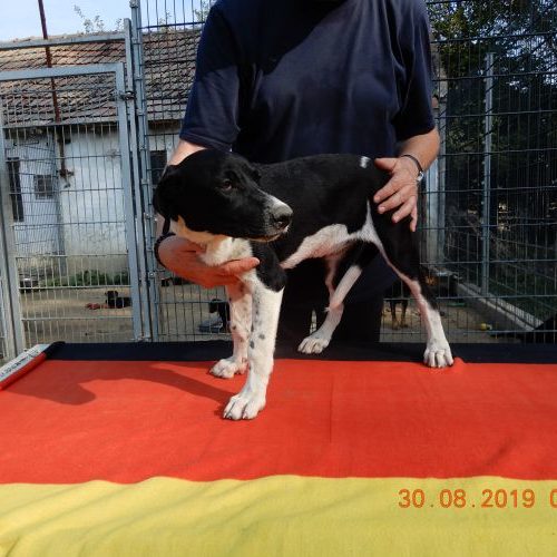 rita-welpe_‎2019-‎08-‎30_17