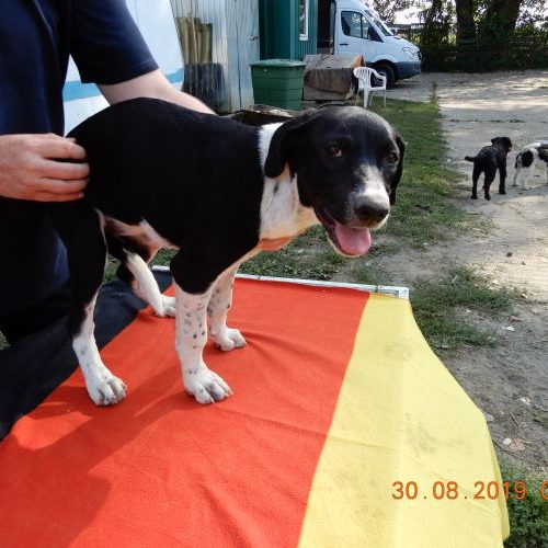 rita-welpe_‎2019-‎08-‎30_24