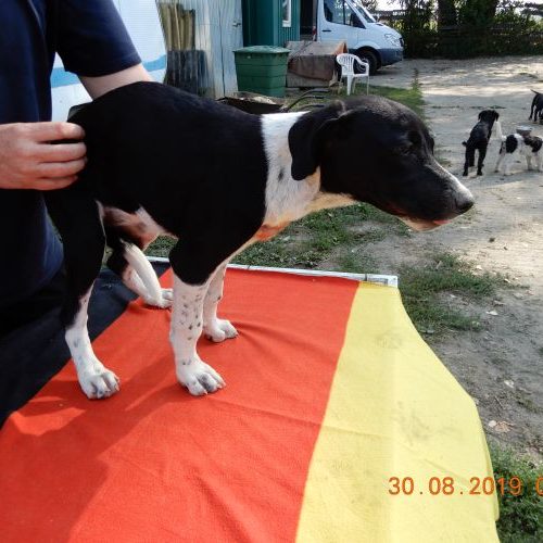 rita-welpe_‎2019-‎08-‎30_25