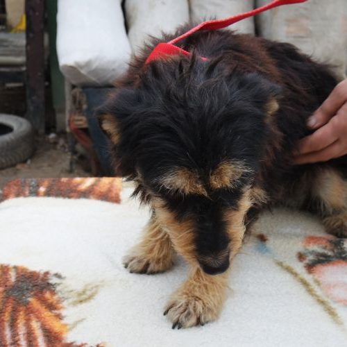 little-rozi_‎2019-‎10-‎06_28