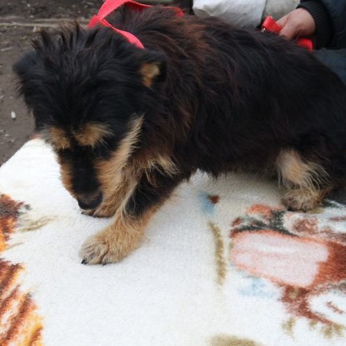 little-rozi_‎2019-‎10-‎06_29