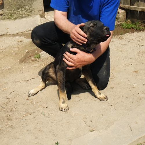 boris_‎2020-‎04-‎26_06
