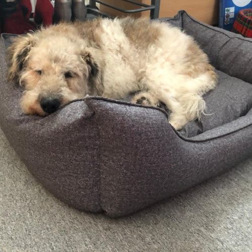 charlie_‎2019-‎12-‎22_02