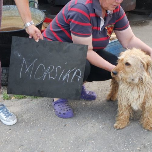 morsika_‎2020-‎04-‎25_19