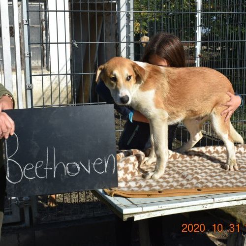 beethoven_‎2020-‎10-‎31_09