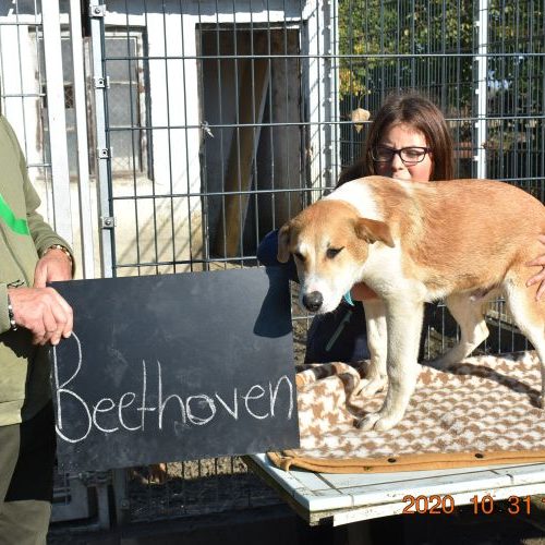 beethoven_‎2020-‎10-‎31_10