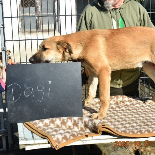 dagi_‎2020-‎10-‎31_18