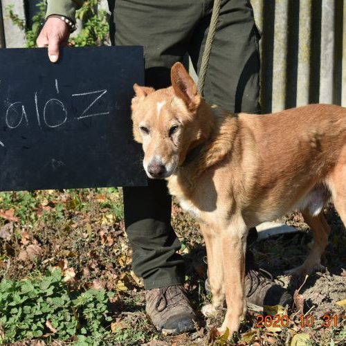 kaloz_‎2020-‎10-‎31_64