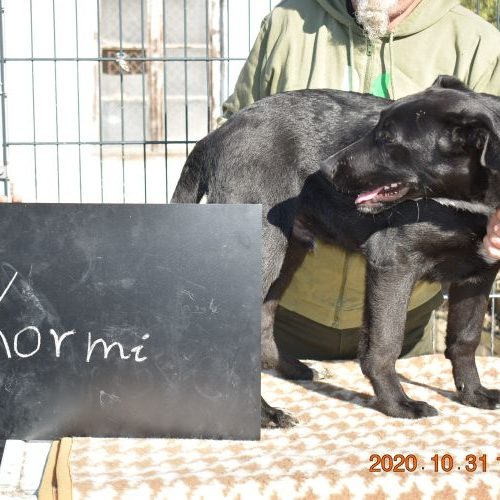kormi_‎2020-‎10-‎31_76