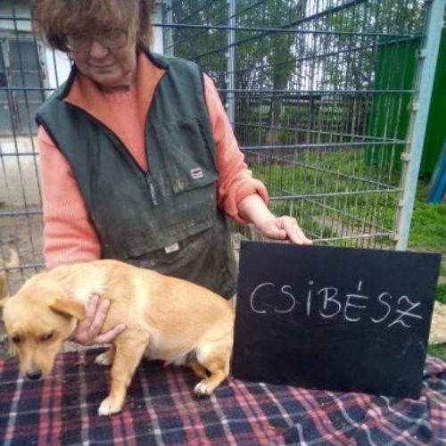 csibesz_2021-05-20_01