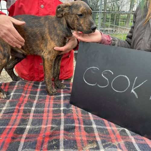 csoki_2021-05-02_17