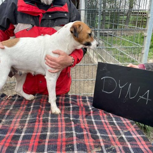 dyna_2021-05-02_06
