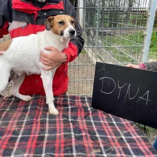 dyna_2021-05-02_13